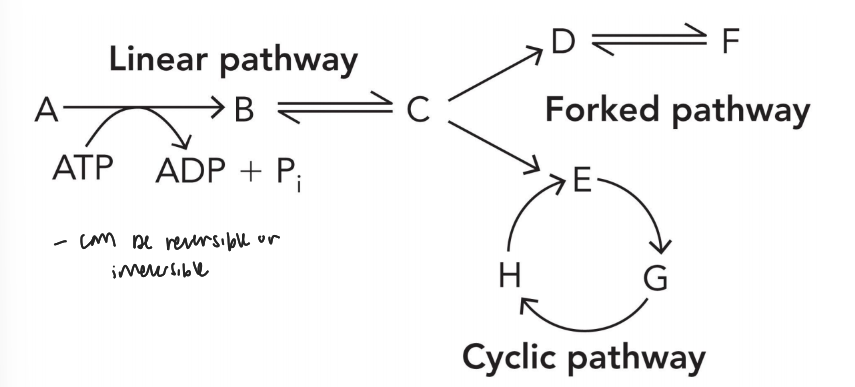 <ul><li><p>linear (generates a single product used for next reaction)</p></li><li><p>forked (generates two products that undergo separate reaction)</p></li><li><p>cyclic (generates several products that regenerate during each turn of the cycle)</p></li></ul><p></p>