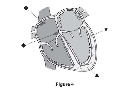 <p>Figure&nbsp;4 shows a longitudinal section of a human heart. </p><p>Identify the atrioventricular node (AVN) in Figure&nbsp;4. (1)</p><p>A circle</p><p>B triangle</p><p> C diamond</p><p>D star</p>