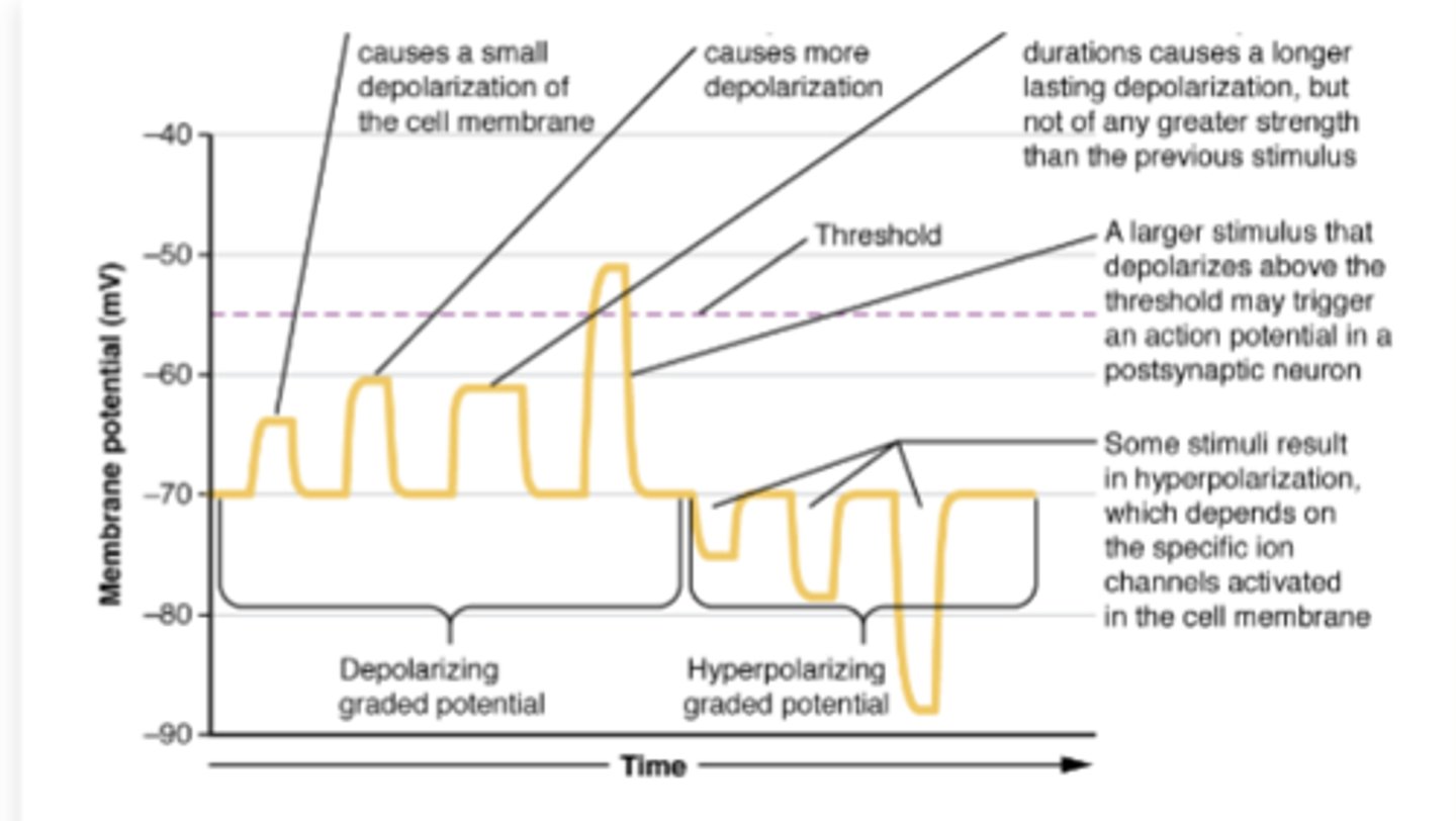 <p>What are graded membrane potentials? </p>