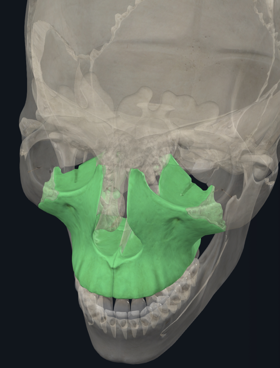 <p>Maxillaire et palatin (toit de la cavité orale)</p>
