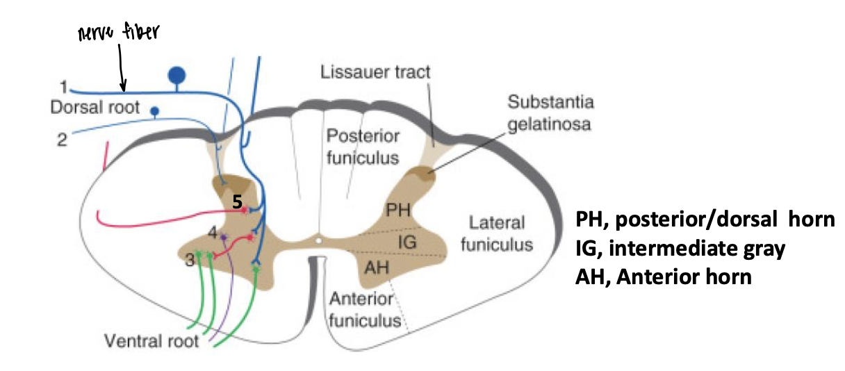 <p>Large, small, dorsal, involuntary, cortex</p>