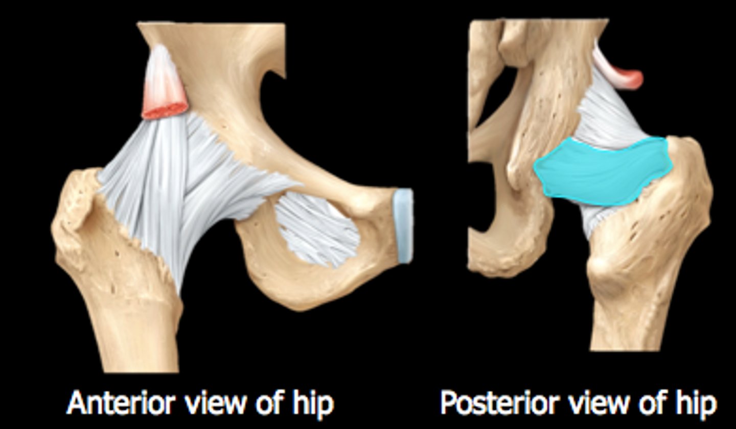 <p>- resists hyperflexion of hip</p><p>- connects ischium to femur</p>