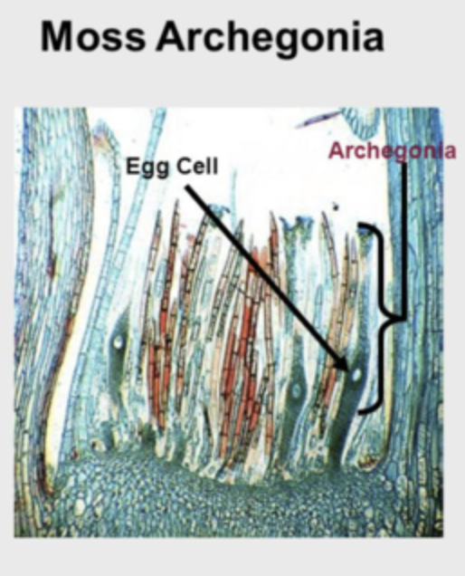 <p>Eggs</p>
