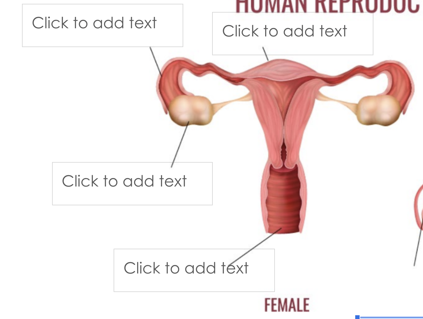 <p>label all 3 parts of the female reproductive sytem shown </p>
