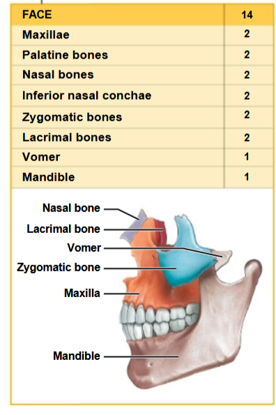 <p>14 bones in total</p><ul><li><p>All paired except <strong>vomer </strong>and <strong>mandible</strong></p></li></ul><p></p>