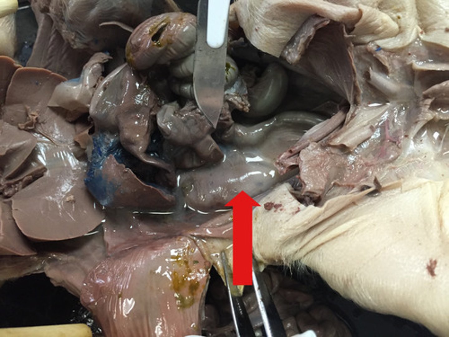 <p>What is the name of these structures? (Underneath all the intestines)</p>