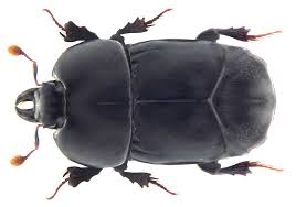 <p>Roundish square/rectangular body. Roundish square head, can have mandibles. Have weird mouthparts identifiable because of round ends, like wearing earmuffs.&nbsp; End of elytra does not reach the end of the abdomen, so you can see part of the abdomen. Forelegs are clubbed and spiky, and they have little scoops at the end. Class Insecta, Order Coleoptera, called hister beetles.</p>