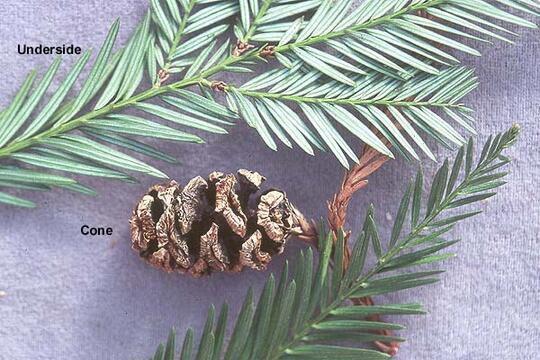 Blade: very flat, thin needles, 45 degree angle forward
Cones: 3/4in cones, similar to speckled alder fruit
Bark: 1in thick bark, red with DEEP furrows
Region: west coast of California 