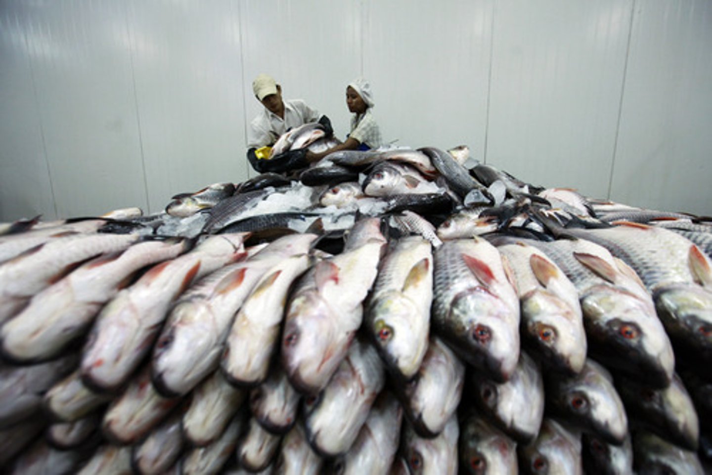 <p>A fishery management program in which individual fishers are given a total allowable catch of fish in a season that they can either catch or sell.</p>