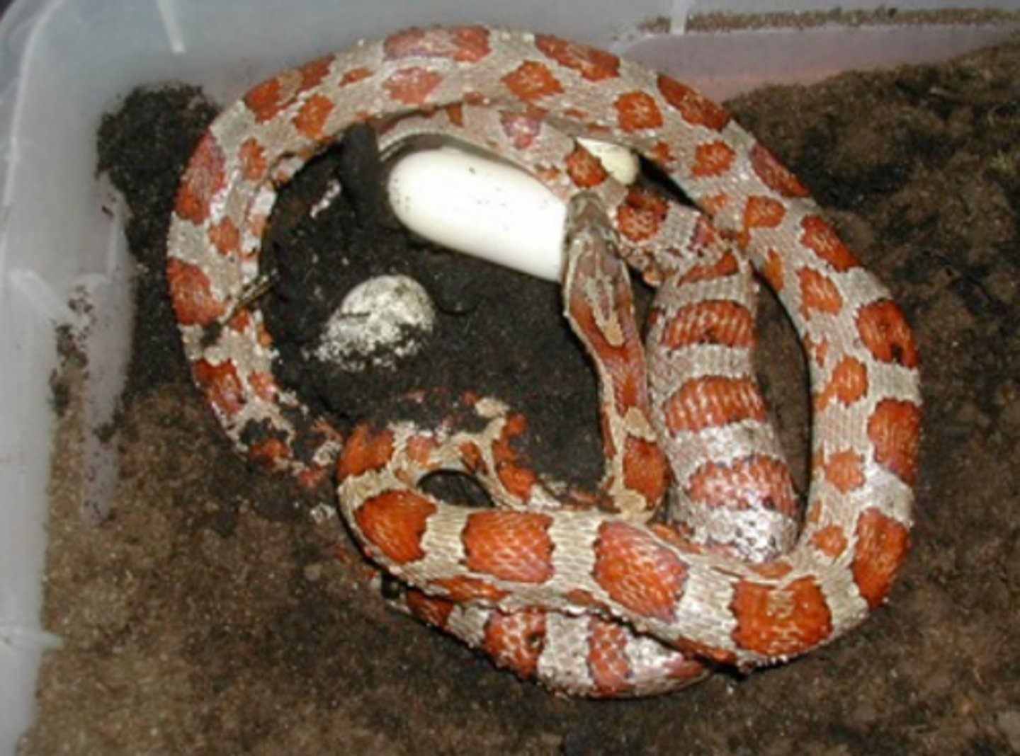 <p>Everything vertebrate</p>