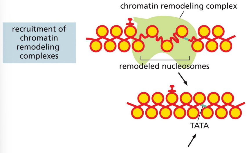 <p>a mechanism of transcriptional repression where the repressor recruits the chromatin remodeling complex to restrict access to the promoter sequence</p>