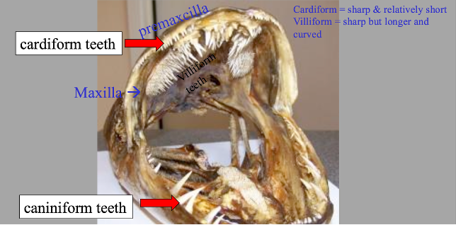 <p>skinny, sharp, elongated, needle - like teeth found in&nbsp;the mouths of predatory fish (Piscivorous Fish)</p><p></p>