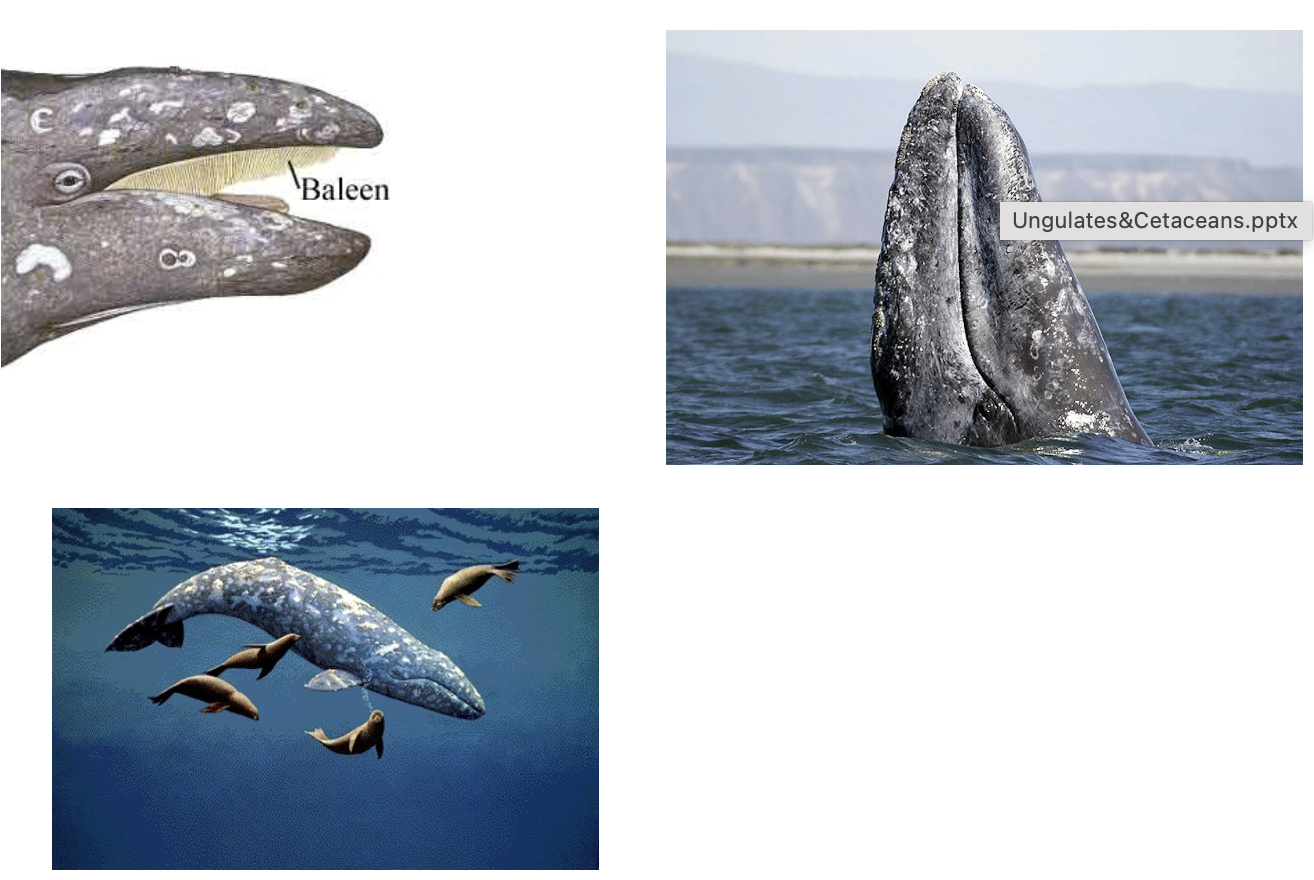 <p>Order?Family? </p>