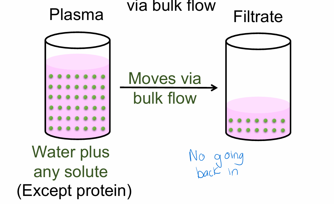 <p>Fluid (i.e. what will be the filtrate) moves from the glomerular capillary to Bowman’s space via bulk flow</p>