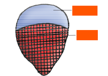 <p>What are these labels on a conjoint closed vascular bundle?</p>