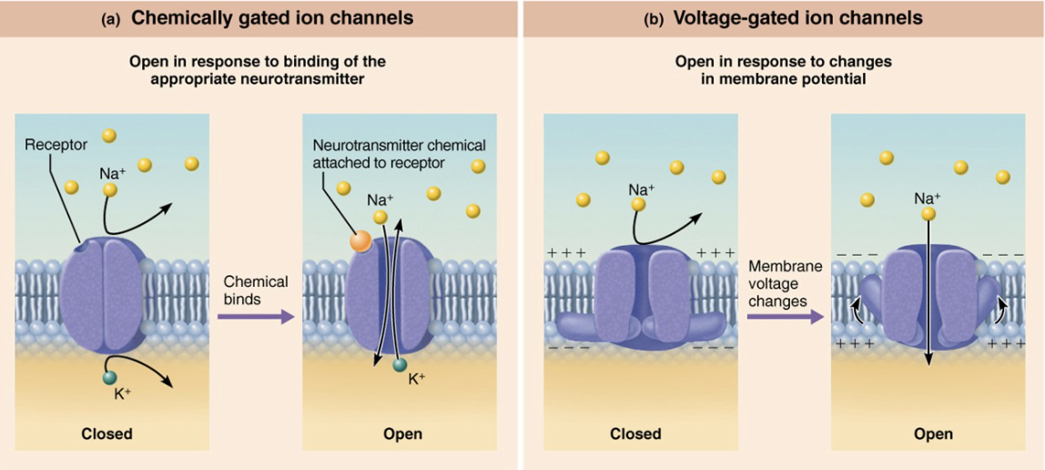 <p><strong>chemically gated ion channels</strong>: open in response to <strong>binding of appropriate NTM</strong></p><p><strong>voltage-gated ion channels</strong>: open in response to <strong>changes in membrane potential</strong></p>