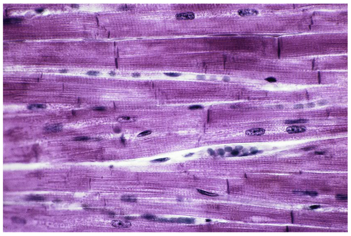 <p>Name the tissue.</p>