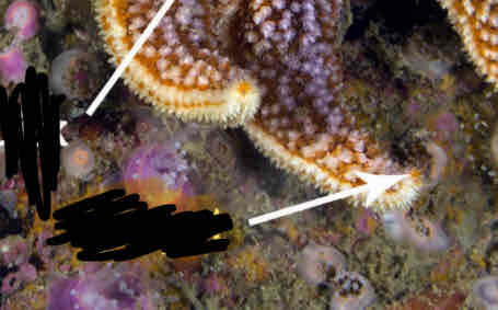 <p>Identify this structure</p>