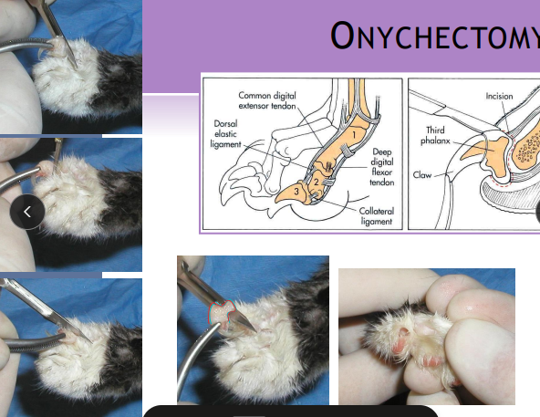 <p><span>Foot surgical procedures </span></p>