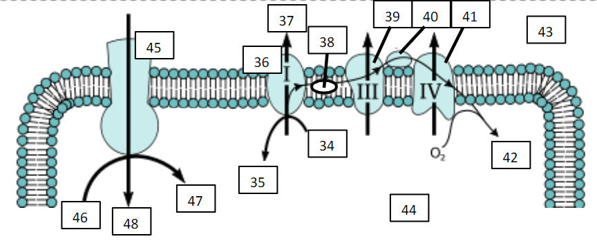 <p>Mitochondrial matrix</p>