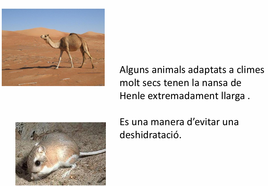 <p>Nansa de Henle</p><p>Continuación del túbulo proximal</p><p>Cada  nansa  de  Henle  comença  en  cortex  renal,  ja dins la mèdula  el túbul constitueix la  branca descendent, després puja de nou en  forma de branca ascendent, per unir-se   al túbul contornejat distal. </p><ul><li><p>Paret fina amb un EPITELI PLA MONOESTRATIFICAT </p></li></ul><p>FUNCIÓ DE LA NANSA DE HENLE: </p><ul><li><p>Reabsorció de H2O</p></li></ul><p></p>