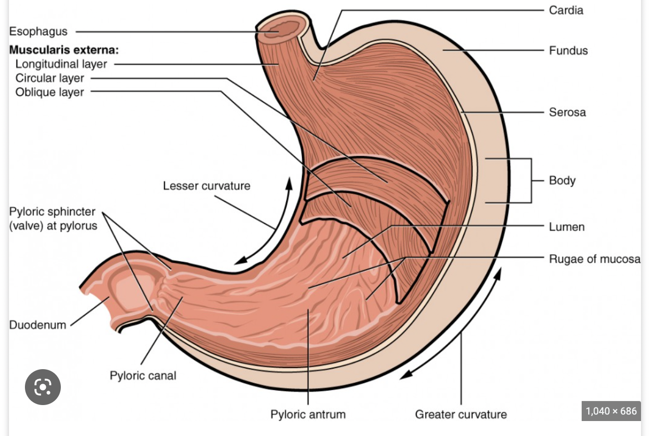 <p>longitudinal muscularis, circular muscularis, and oblique muscularis; help churn food (maceration) + propel to small intestine</p>