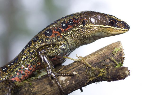 spectacled geckos (gekkota)

\

1. second largest lizard family
2. about 10% of them lay eggs in communal nest