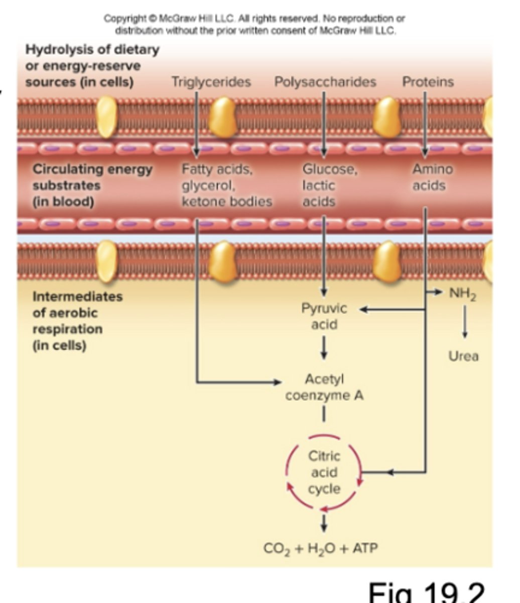 <p>☆ Here, metabolism is defined as all of the chemical reactions in the body</p><p>- Plasma contains circulating glucose, fatty acids, and AAs used by the body's cells for the production of energy via cell respiration </p><p>- Energy reserves in cells: triglycerides, carbohydrates, and proteins (broken down via catabolism)</p><p>- Glucose concentration in blood must be maintained in a normal, healthy range for the production of energy</p><p>- Complete absorption of an average meal takes around 4 hours</p><p>- There are energy reserves (stores, storage) that are synthesized after a meal, via anabolism</p>
