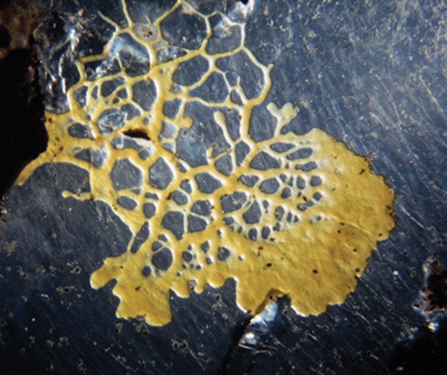 <p>plasmodial slime molds</p>