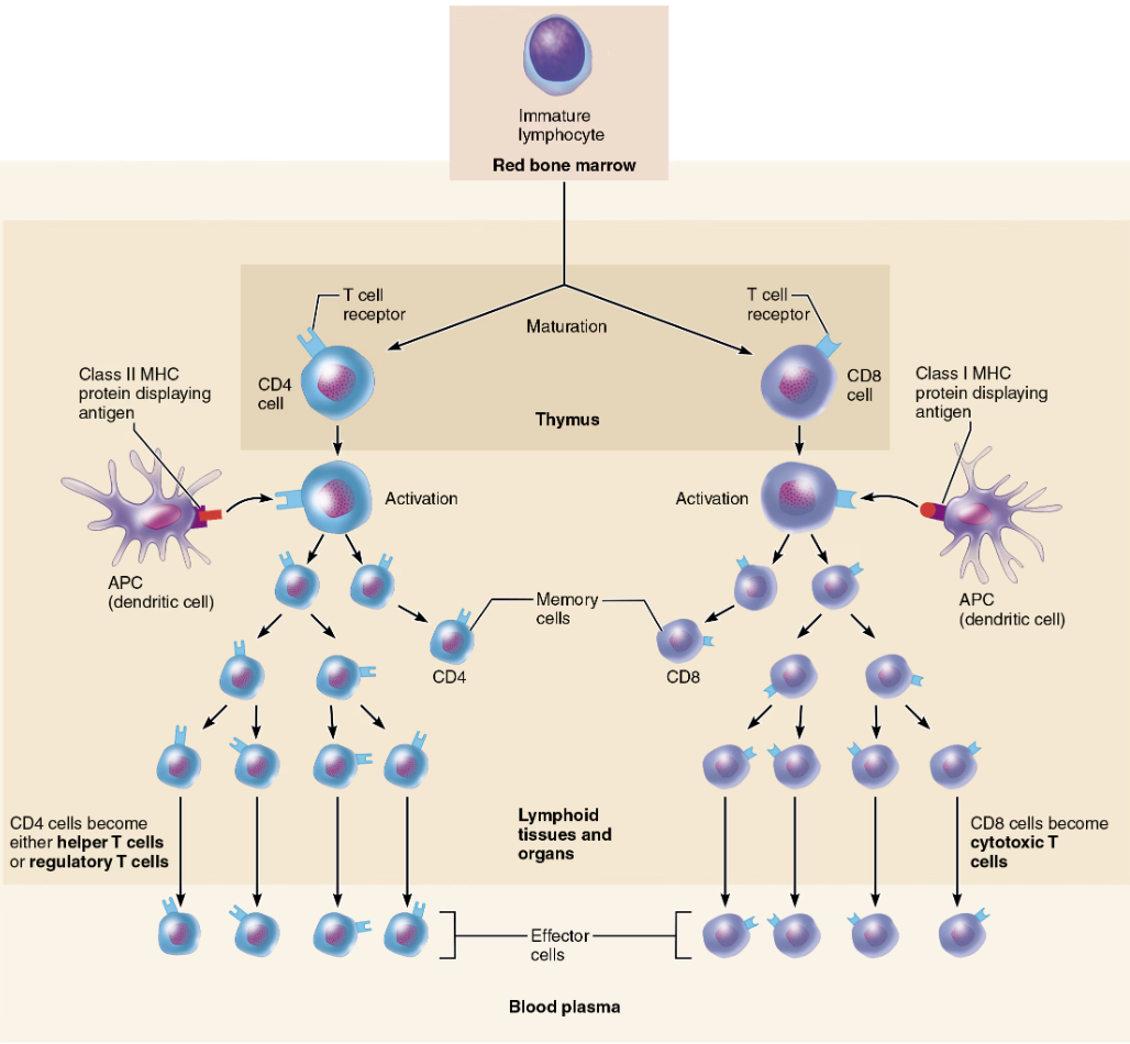 <p>Activated T cells </p>