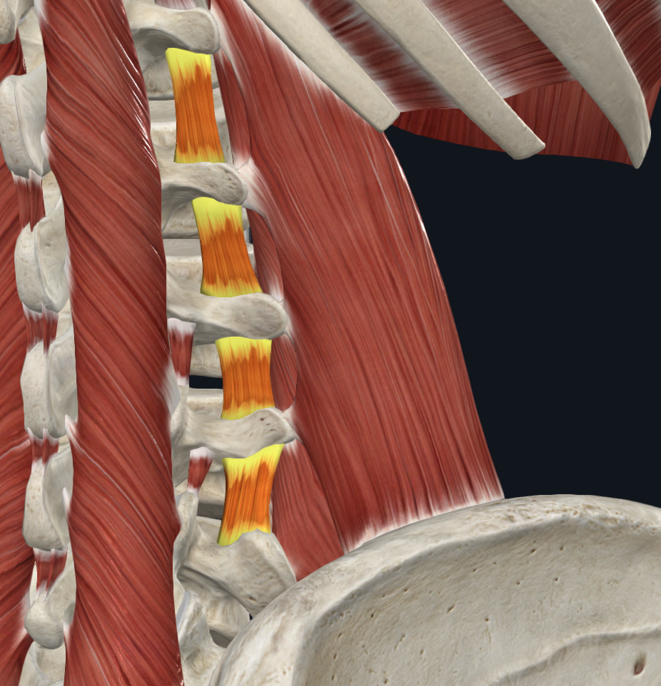 <p>mm. intertransversarii laterales lumborum → m. quadratus lumborumi jätk nimmelülide <em>processus transversuste </em>vahel</p>
