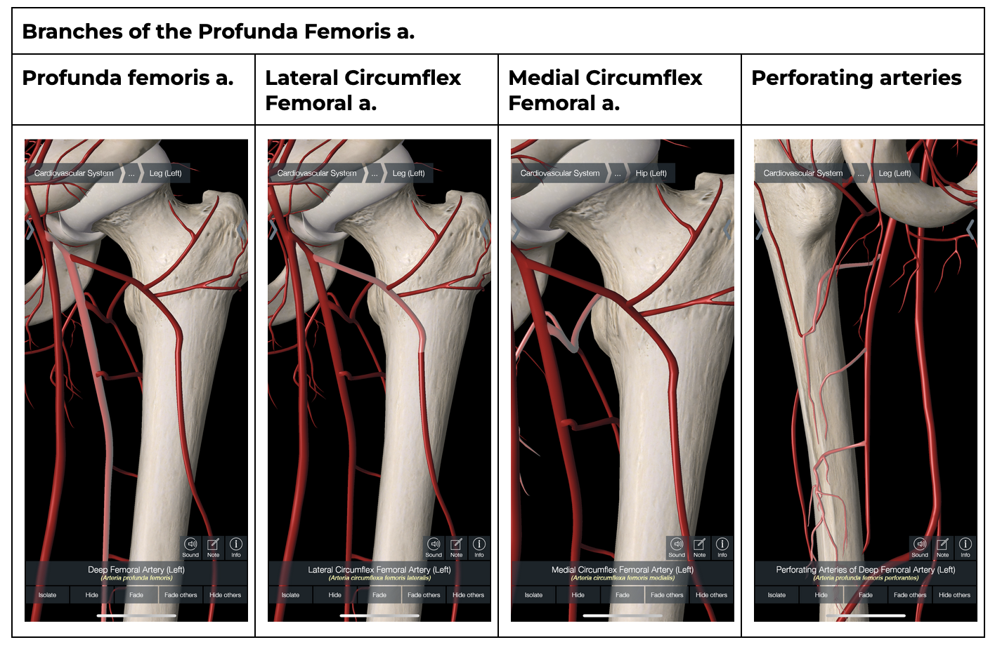 <ol><li><p>Lateral circumflex Femoral a. </p></li><li><p>Medial circumflex Femoral a. </p></li><li><p>Perforating arteries</p></li></ol><p></p>