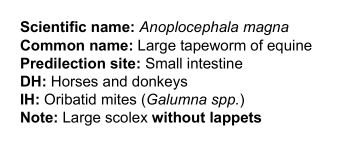 <p>Anoplocephala magna</p><p>head</p>