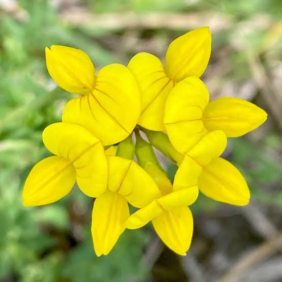 <p>Common bird’s foot trefoil </p>
