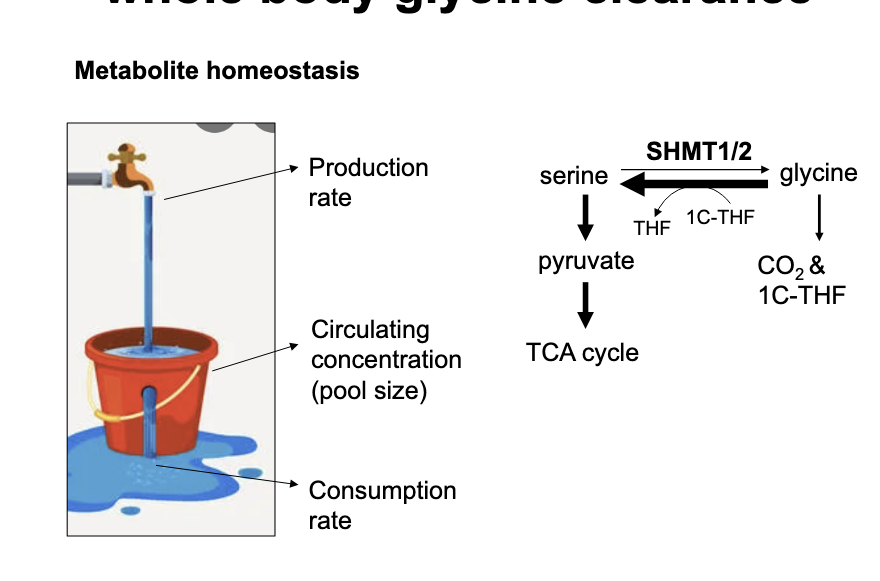 <p><strong>reverse SHMT flux</strong> in the liver is required for whole body glycine clearance</p><ul><li><p>most tissues and proliferating cells have <strong>forward SHMT FLUX</strong> where serine → glycine</p></li><li><p>highlights the highly reservable nature of reactions with exchange of a 1C unit via the coenzyme THF</p></li></ul><p></p>