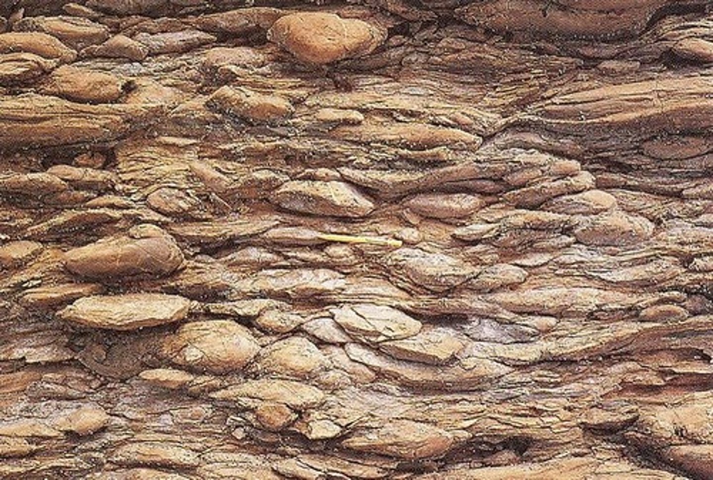 <p>metaconglomerate</p>