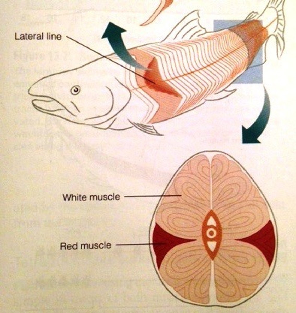<p>This is best for:</p><p>-slow, cruising</p><p>-has high vascularization</p><p>-Many mitochondria</p><p>-High myoglobin</p><p>-Aerobic respiration (oxidative)</p><p>-lower power production</p>