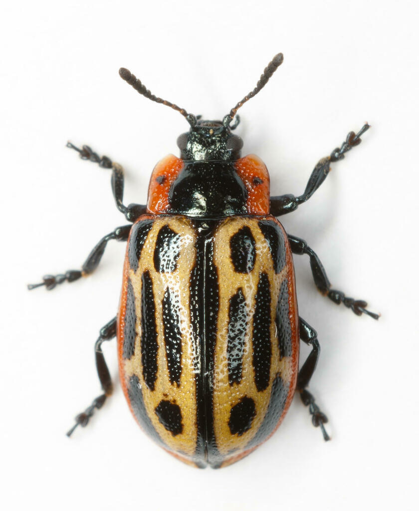 <p><em>Chrysomela scripta</em></p>