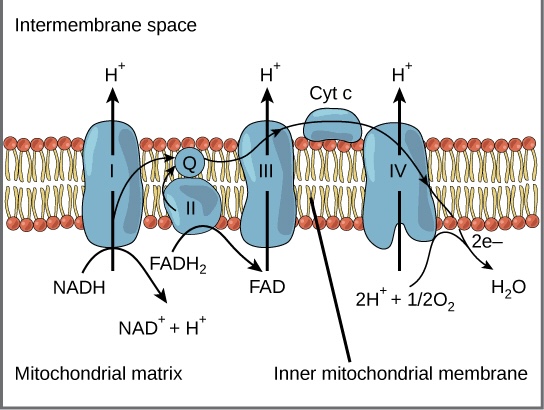 <p>The inner membrane of the mitochondria is filled with proteins called <strong>complexes </strong>(4 main complexes, labeled “complex I” to “IV,” in the mitochondrion) which move electrons from NADH and FADH<sub>2</sub> to oxygen. Energy from the carriers is also transferred to ATP. An ______ _______ ____ is a series of molecules that transfer electrons from one molecule to another by <a target="_blank" rel="noopener" class="link" href="https://filipiknow.net/chemical-reaction-reactant-and-product/" data-prevent-progress="true">chemical reactions</a>.&nbsp;</p>