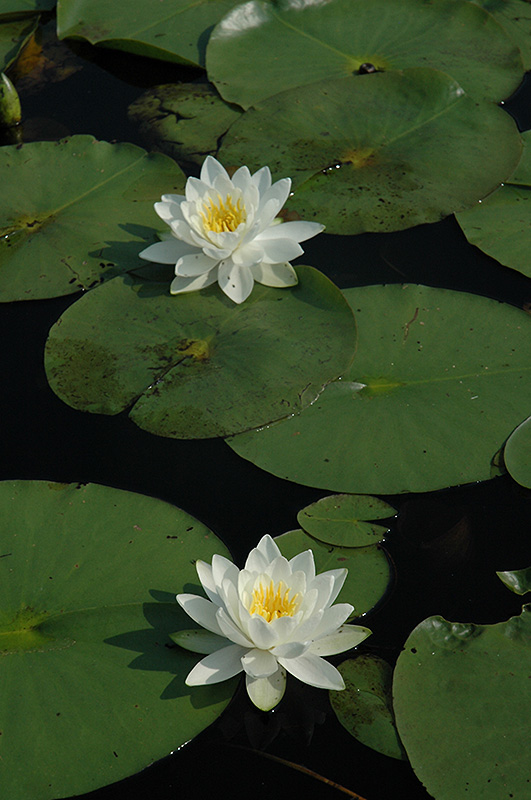 Family: Nymphaeaceae

SN: Nymphaea odorata