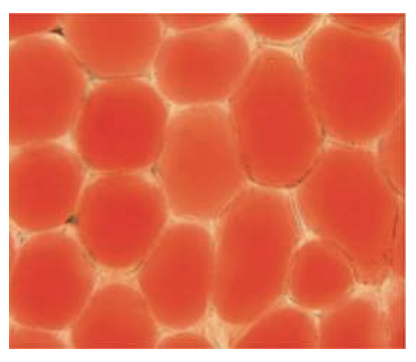 <p>single membrane</p><p>stores water, salt, crystals, starch, protein bodies, and other granules</p><p>used for cell enlargement</p><p>recycles monomers/impaired organelles by breaking them using digestive enzymes</p>