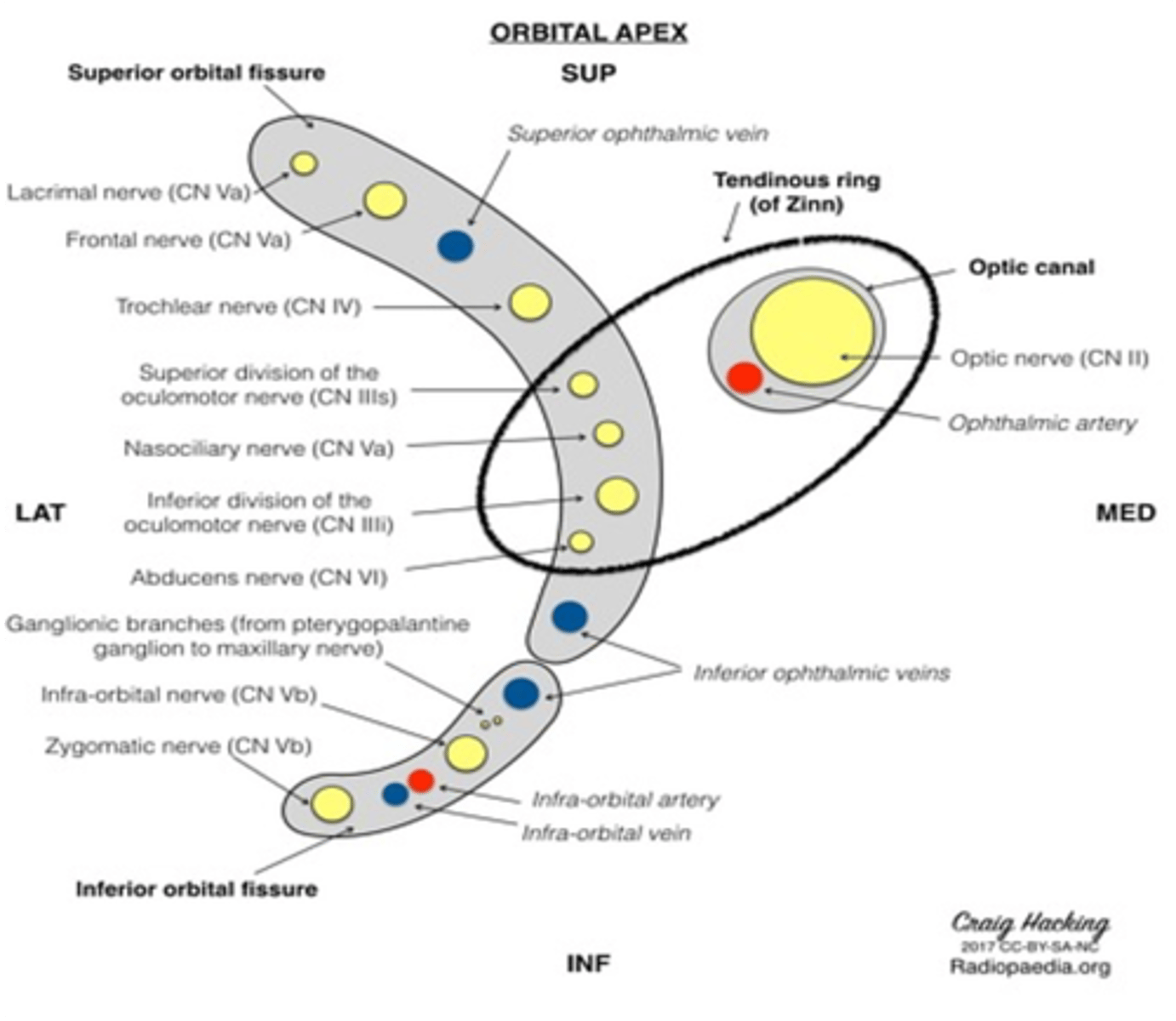 <p>Optic nerve</p><p>Ophthalmic artery</p>