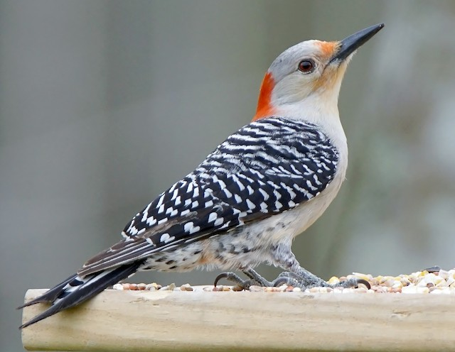 <p>Common name? Sex?</p>