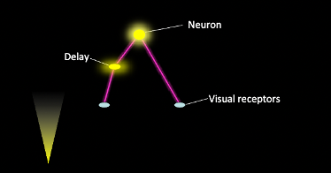 <p>A model that explains motion perception through;</p><ul><li><p>Two receptor fields connected to a single neuron in the brain, designed to signal motion.</p></li></ul><p></p>