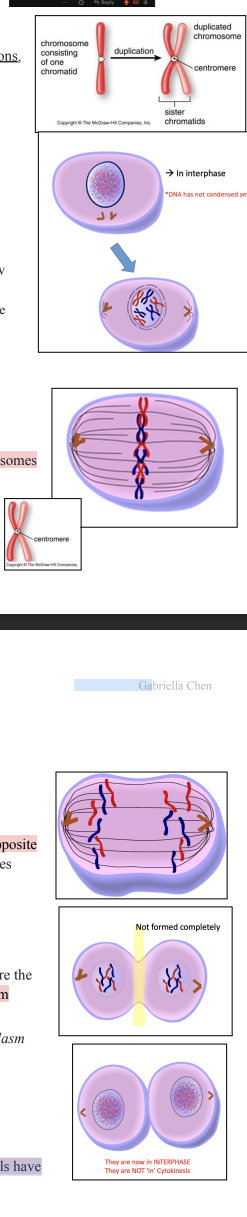 <p>INTERPHASE: Preparing for Mitosis</p><p>- During interphase, the cell continues to carry out its daily cell functions,</p><p>it grows and the DNA is replicated; a single- stranded chromosome</p><p>becomes a double stranded chromosome</p><p>PROPHASE</p><p>‘Pro’ = before</p><p>- The chromatin material (protein and DNA) shortens and thickens by</p><p>coiling, and the DNA separates out into chromosomes which are now</p><p>visible with a light microscope. This process is called condensing.</p><p>- The nuclear membrane begins to break down (nuclear membrane → the</p><p>membrane that encloses the cell nucleus)</p><p>METAPHASE</p><p>M for ‘Middle’</p><p>- The nuclear membrane has completely broken down and the chromosomes</p><p>line up across the equator (middle) of the cell</p><p>- Spindle fibres attach to the centromere of each chromosome</p><p>26</p><p>Gabriella Chen</p><p>ANAPHASE</p><p>A for ‘Away’</p><p>- The spindle fibres contract and the chromosomes are pulled by their</p><p>centromere, causing the sister chromatids to separate and move to opposite</p><p>poles (sides) of the cell; they are now termed ‘daughter’ chromosomes</p><p>TELOPHASE</p><p>T for ‘Two’</p><p>- The daughter chromosomes gather at opposite poles of the cells where the</p><p>spindle fibres break down and the nuclear membrane begins to reform</p><p>“After Telophase, the cell division ends with Cytokinesis where the cytoplasm</p><p>cleaves to form two identical daughter cells.”</p><p>CYTOKINESIS</p><p>C for ‘Cytoplasm’</p><p>- Cytokinesis is the division of the cytoplasm</p><p>- This marks the end of cell division, where two identical daughter cells have</p><p>been formed which are identical to the parent (original) cell</p><p>The DNA goes from Chromatids (in Telophase) to uncondensed (in Cytokinesis)</p><p>→ It is packaged so it is easier for them to split, THEN they unwind and Interphase occurs (the cell does cell</p><p>functions), then the DNA condenses again in Prophase.</p><p>Mitosis Summary:</p><p>- Growth, replacement of old and worn out cells asexual reproduction</p><p>- I PMAT</p><p>- Two identical daughter cells</p><p></p><p></p>