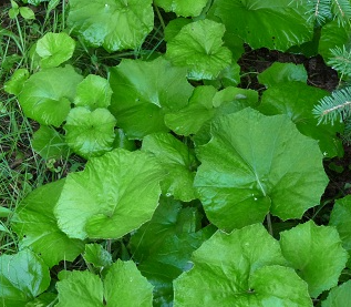 <p><em>Tussilago farfara</em></p>