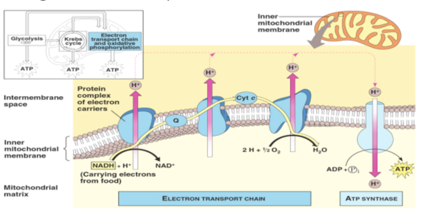<p>integral carrier and channel proteins embedded within phospholipid bilayer have a high tendency to become reduced by accepting electron</p>