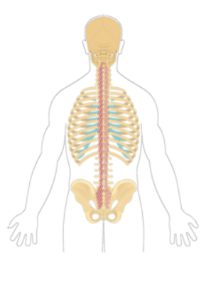 <p>Transversospinalis (Multifidus) </p>