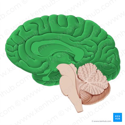 <p>The __________ is the largest part of the brain responsible for higher brain functions such as thinking, perceiving, planning, and understanding language. forebrain</p>