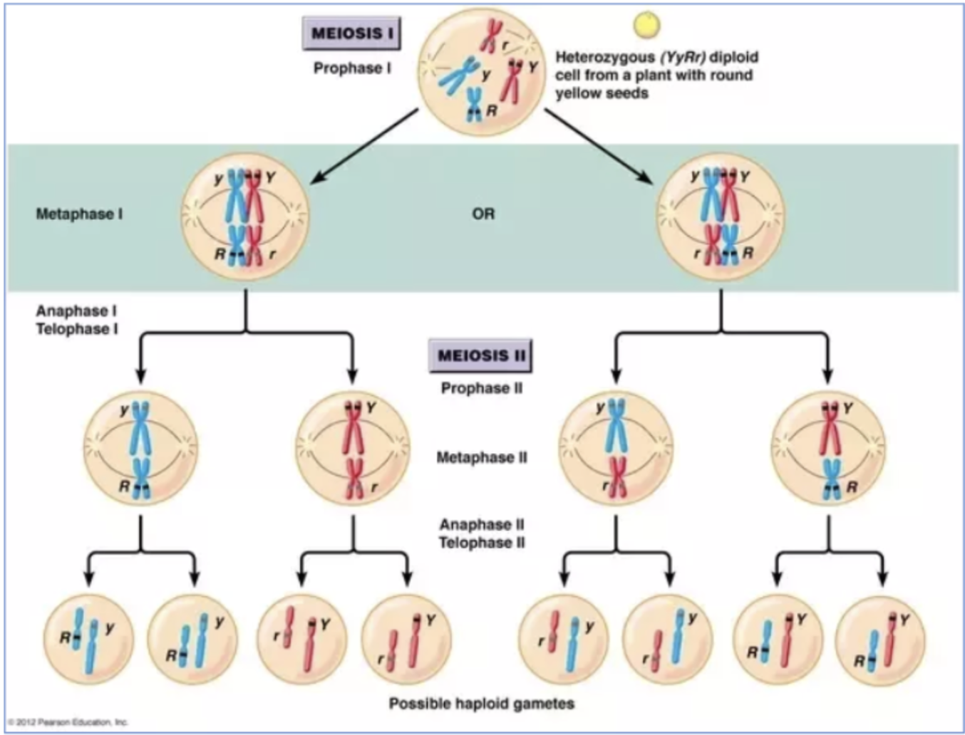<ul><li><p>meiosis: process involving 2 specialized cell divisions in germ cells that generate haploid gametes</p></li><li><p>meiotic arrest:</p><ul><li><p>females: diplotene stage of prophase 1</p></li><li><p>males: prior to meiosis</p></li></ul></li></ul><p></p>